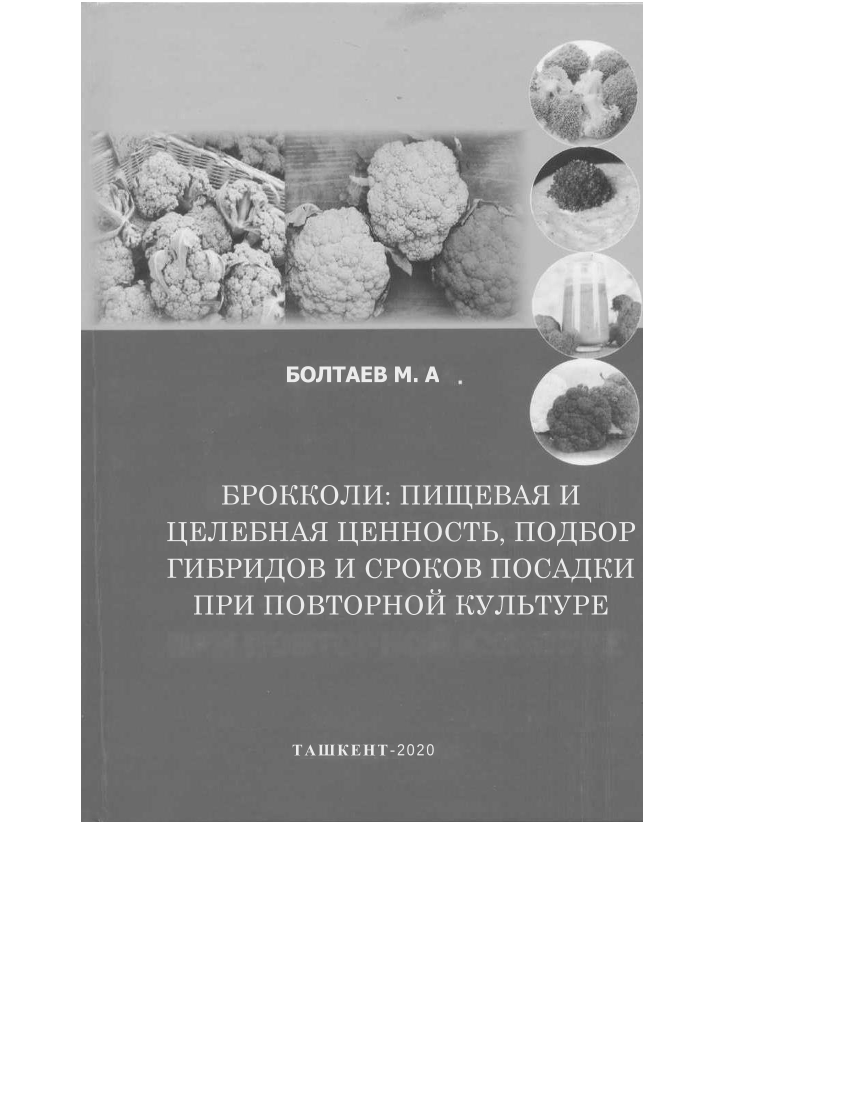 Брокколи:пищевая и целебная ценность,подбор гибридов и сроков посадки при повторной культуре