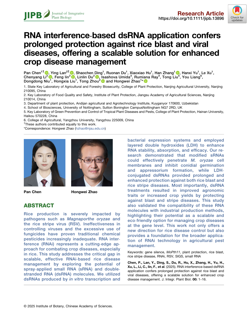  RNA interference‐based dsRNA application confers  prolonged protection against rice blast and viral  diseases, offering a scalable solution for enhanced  crop disease management  
