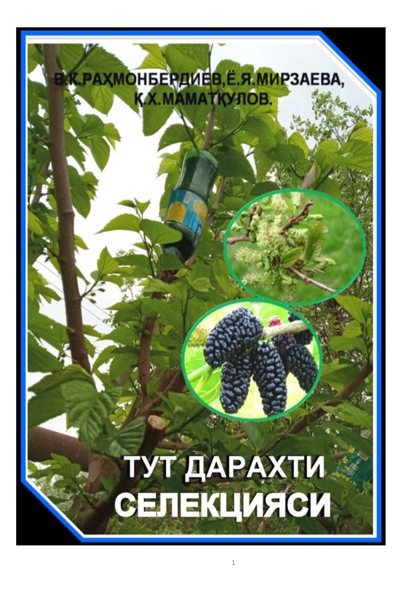 Tut daraxti seleksiyasi