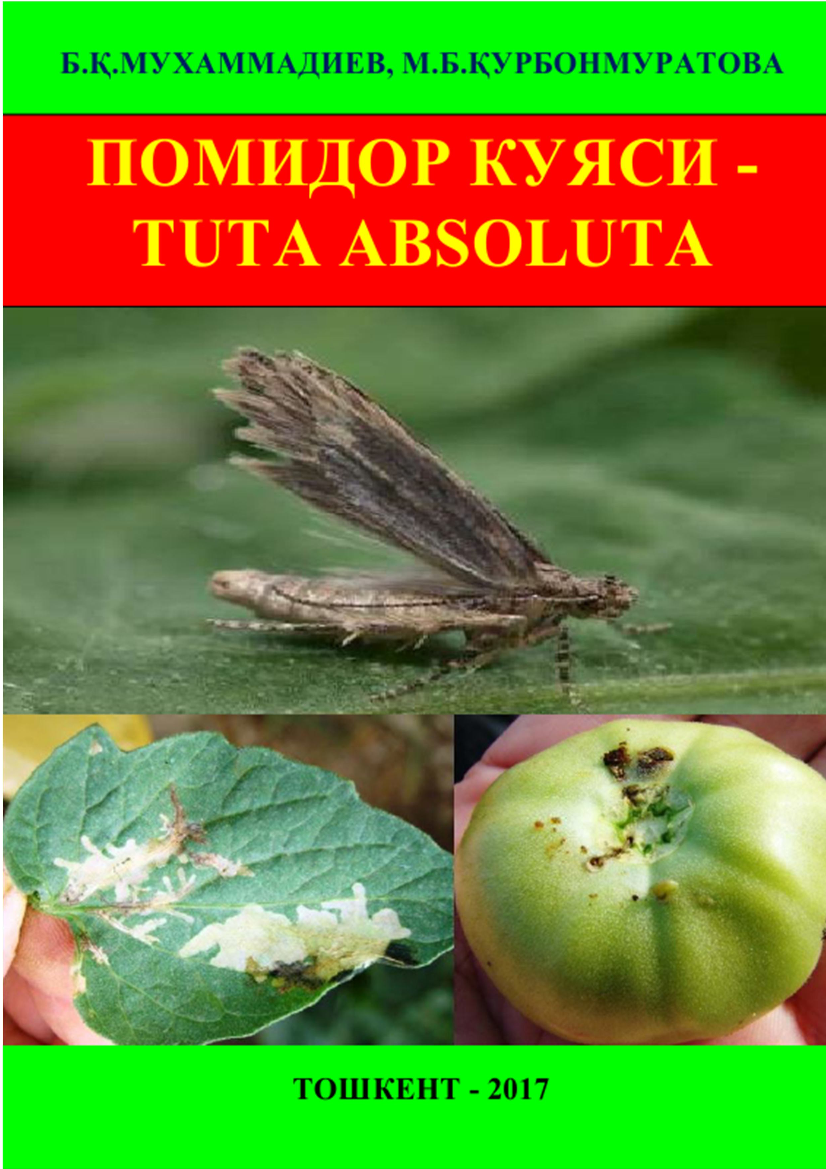 Помидор куяси - Tuta absoluta