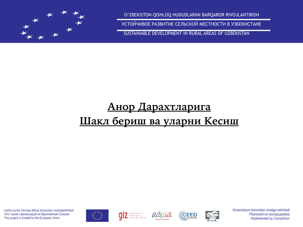 Анор дарахтларига шакл бериш ва уларни кесиш